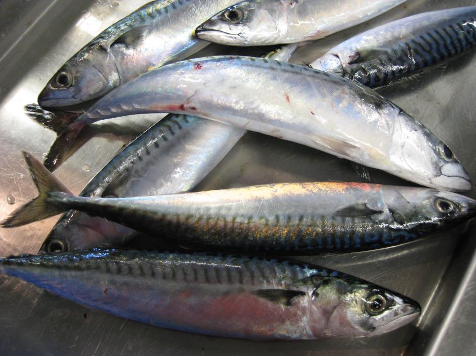 The Vineyard Gazette Martha's Vineyard News Atlantic Mackerel Can’t